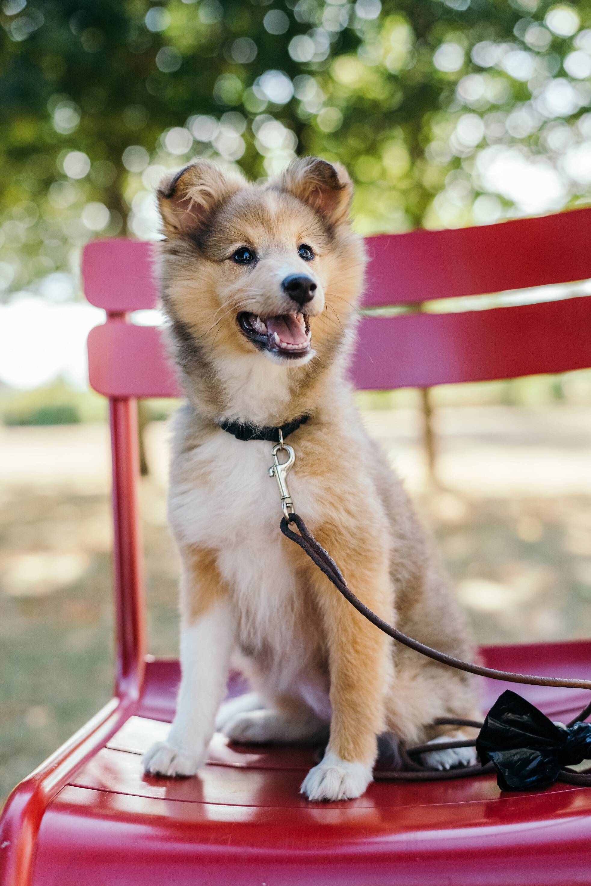 Param de comer e perdem peso: com uma idade muito avançada, até atividades simples como comer e beber passam a exigir um maior esforço, e isso pode fazer com que o cão comece a perder peso. Existem alimentos que ajudam a aumentar o apetite, mas é provável que o cão não consiga. Um dos principais sinais em um cão nos últimos dias de vida é justamente perder o interesse pela comida. Kristian Tabori/Unsplash