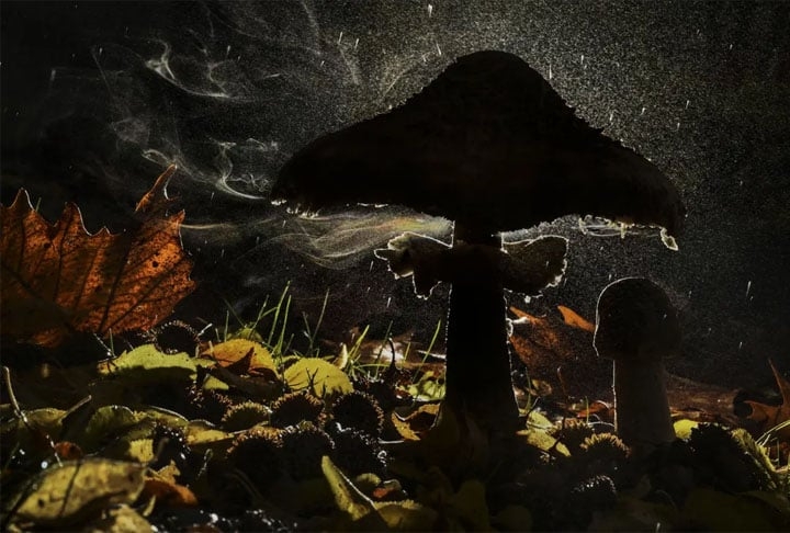 Categoria “Plantas e Fungos” - O fotógrafo Agorastos Papatsanis capturou esses cogumelos liberando esporos em uma floresta em Pieria, na Grécia.