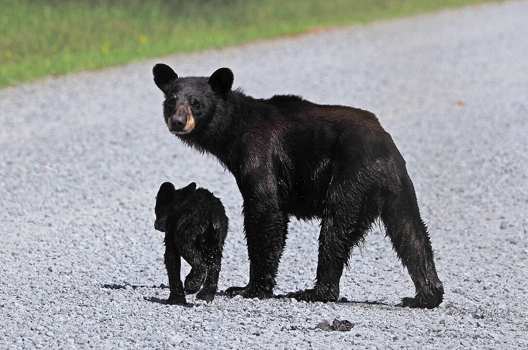 O urso negro geralmente vive geralmente até  15 anos, mas alguns podem alcançar até 40 anos Reprodução: Flipar