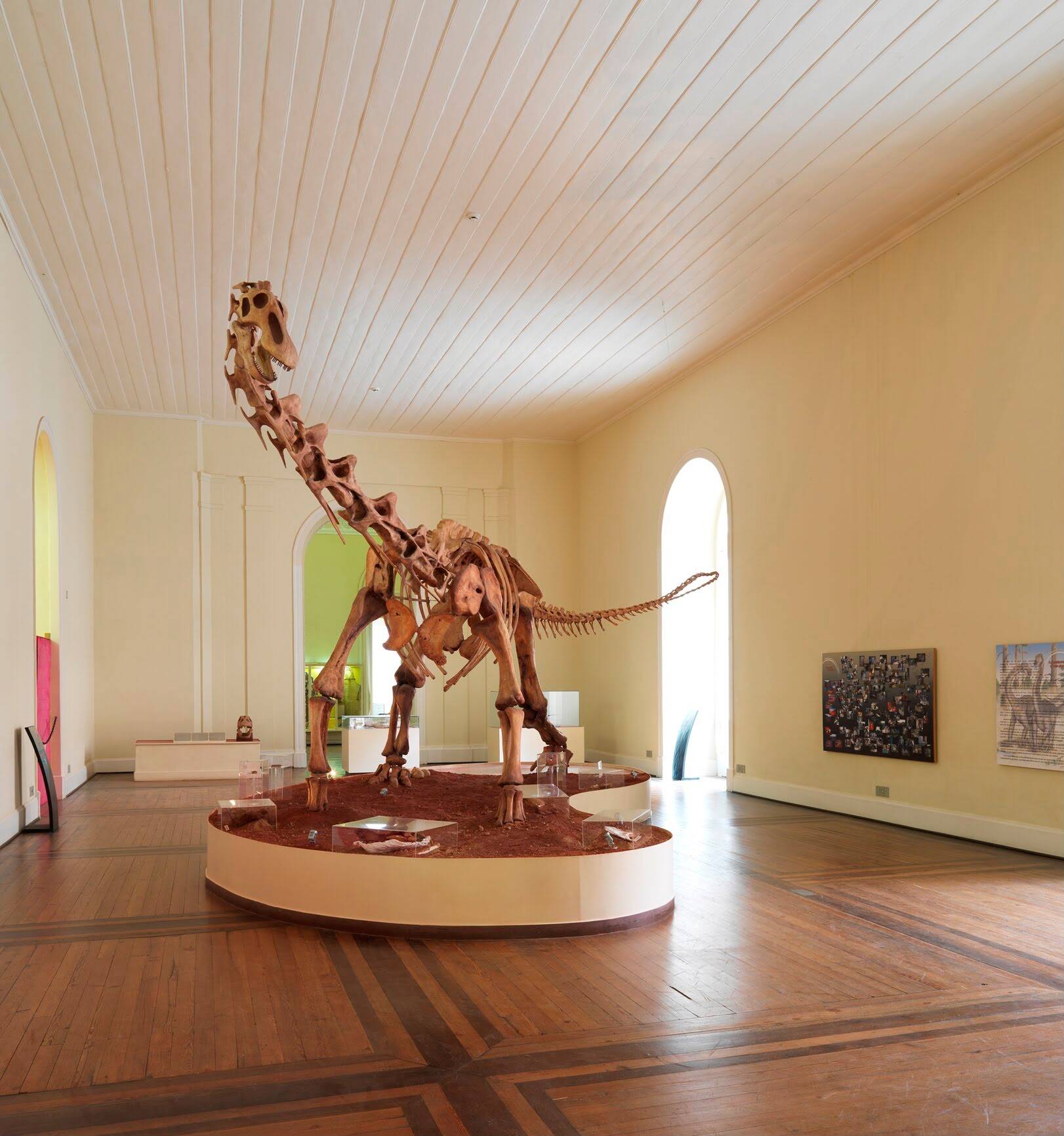 Ossadas de um dinossauro, parte do acervo do Museu Nacional, que foi destruído por um incêndio em 2018. Foto: Reprodução/Instagram