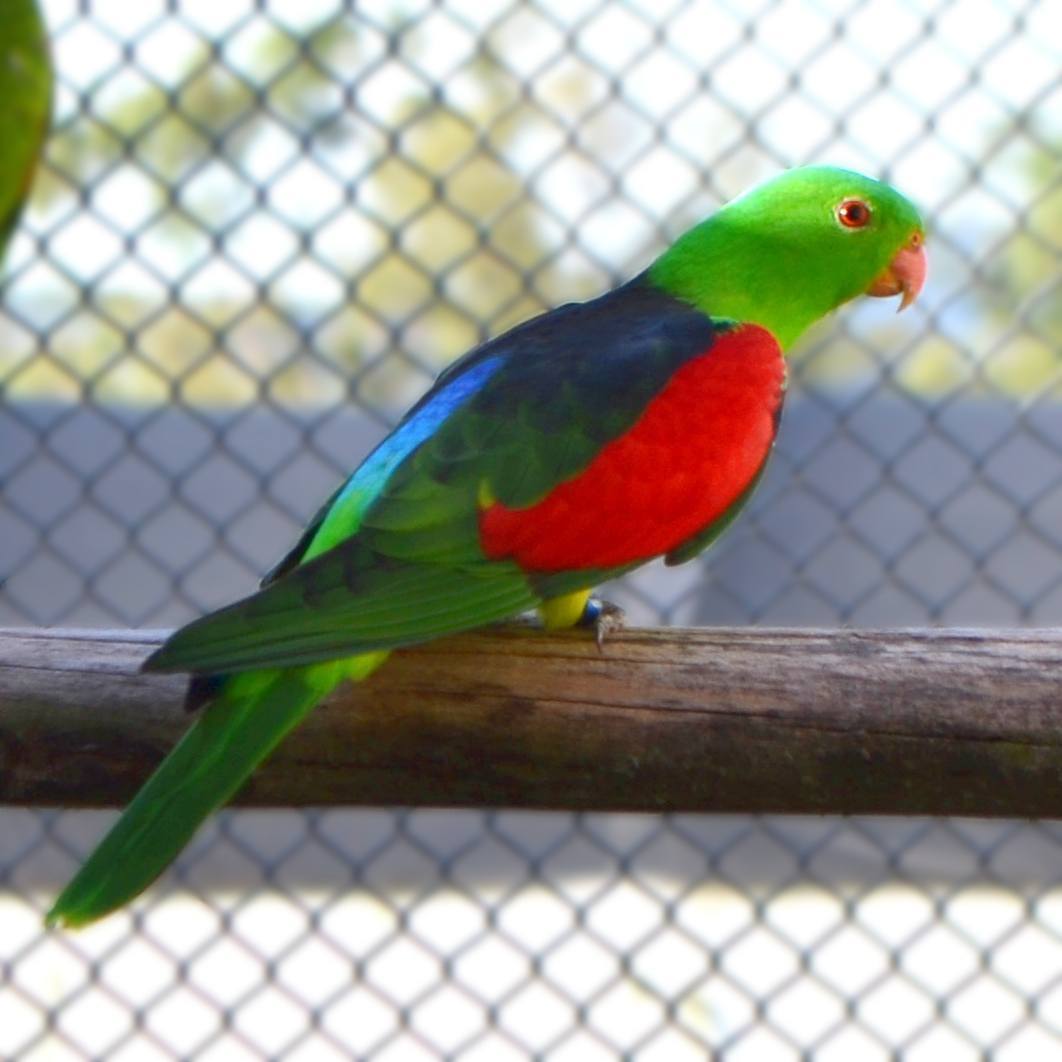 Red Winged Parrot. Foto: Criadouro Horizonte