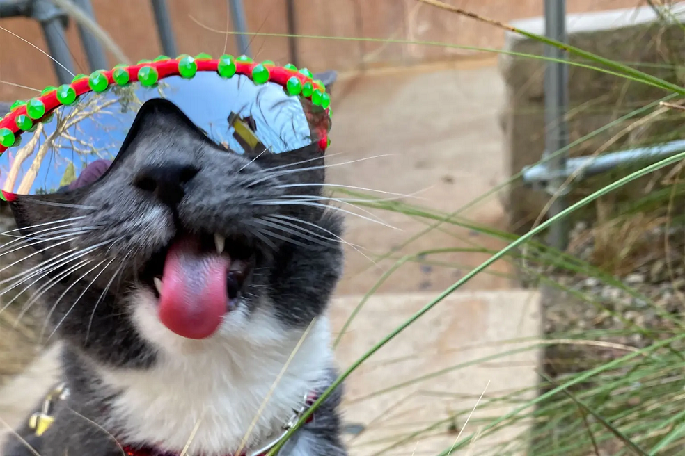 Bagel é convidada para eventos de moda famosos. Foto: Reprodução/Instagram/Sunglasscat