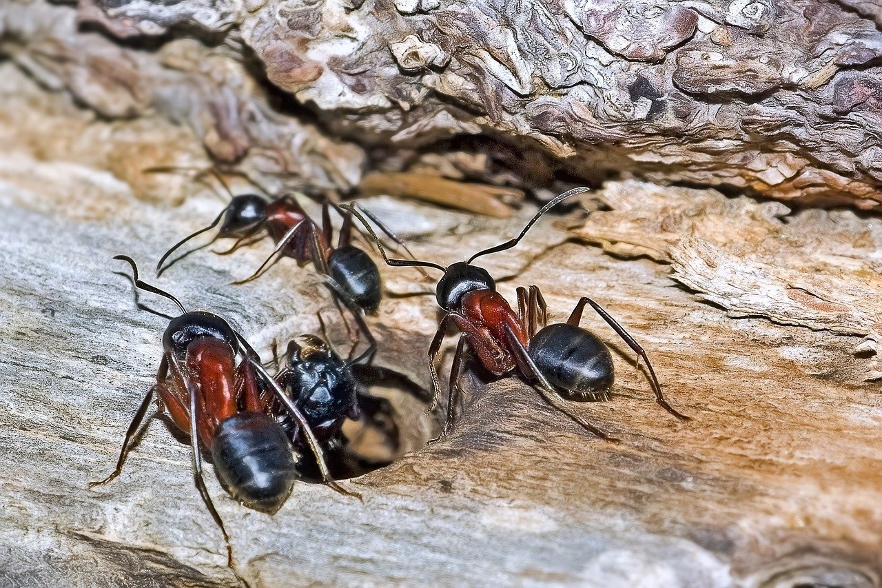 As formigas geralmente se comunicam por meio de substâncias química chamadas feromônios. Elas formam colônias, chamadas de formigueiros, que abrigam milhares, às vezes milhões, de formigas. São estruturas altas, mas, geralmente, o ninho fica no subsolo.  Reprodução: Flipar