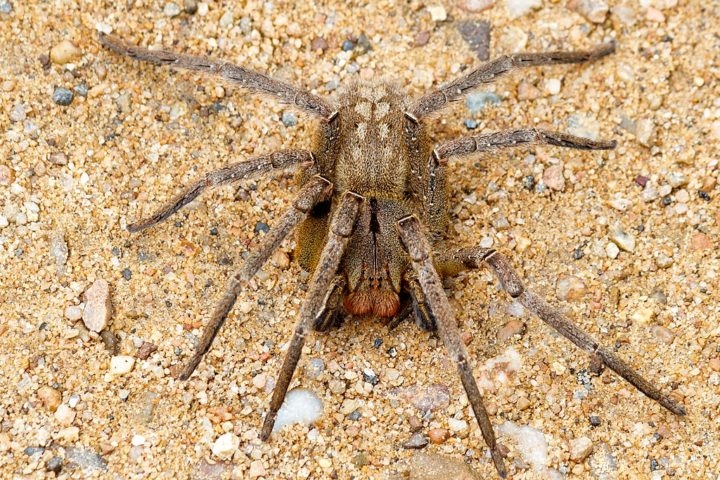 Aranha-armadeira - Essa espécie é encontrada no Brasil, Paraguai, Argentina e Uruguai. Tem patas grandes, de até 15 cm. E corpo de quase 5 cm. O veneno causa dor intensa e pode resultar em impotência sexual definitiva.  Reprodução: Flipar