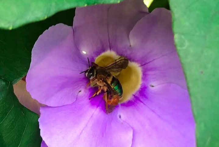 Em entrevista ao g1, o biólogo e professor Waldesse Piragé destacou que as flores da árvore podem intoxicar um inseto, nesse caso as abelhas, que são essenciais para a polinização. Reprodução: Flipar
