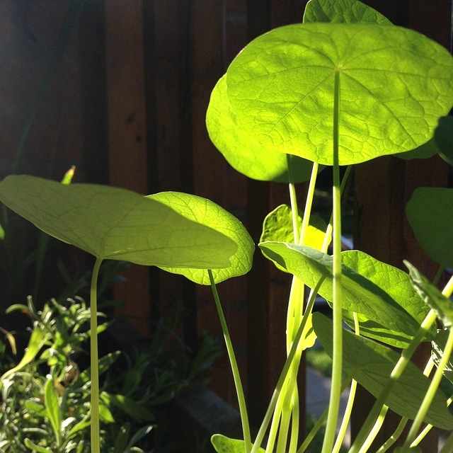 Por meio do ácido úrico, essa planta ajuda na limpeza do organismo. O seu potencial em vitamina C é conhecido desde a idade média, onde era usado para combater o escorbuto. Reprodução: Flipar