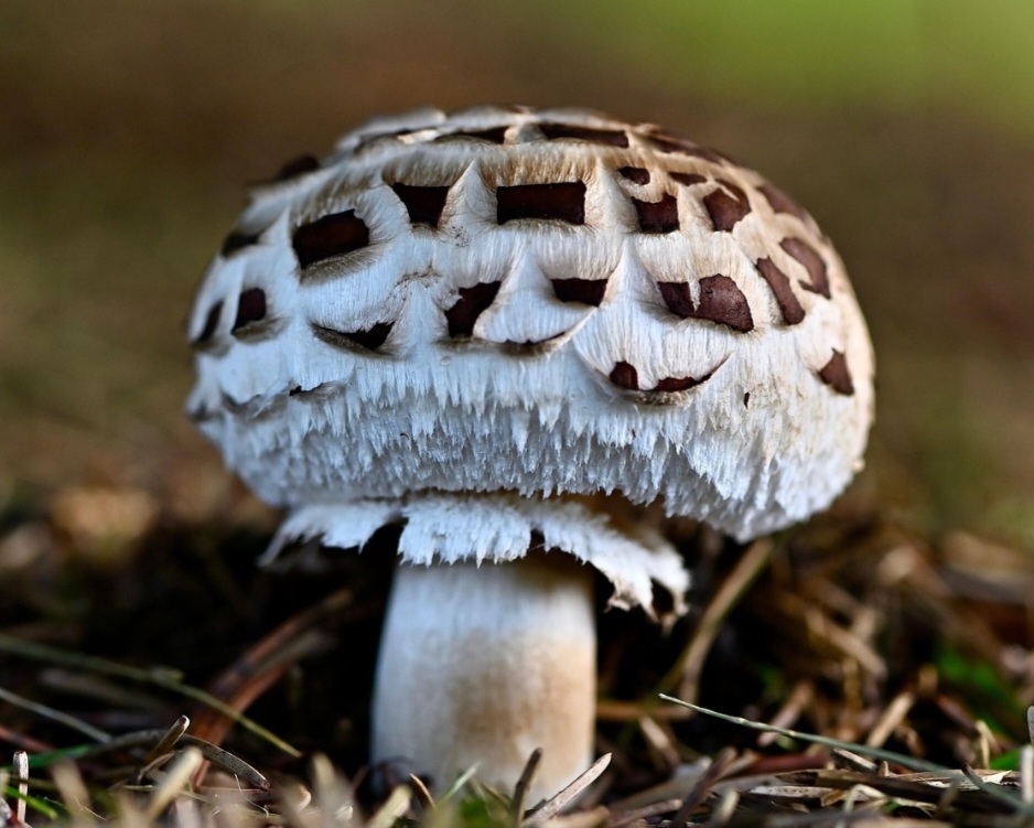 As alterações tornaram o crescimento mais eficiente e diminuíram a presença de quitina, facilitando a digestão. Testes também indicaram uma textura mais próxima da carne, superando um dos principais desafios das proteínas alternativas. Reprodução: Flipar