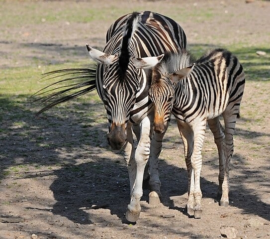 A gestação da zebra dura de 360 a 396 dias. O potro cresce rapidamente, atinge a puberdade aos 22 meses e já pode disputar com outras zebras aos 4 anos de idade.  Reprodução: Flipar
