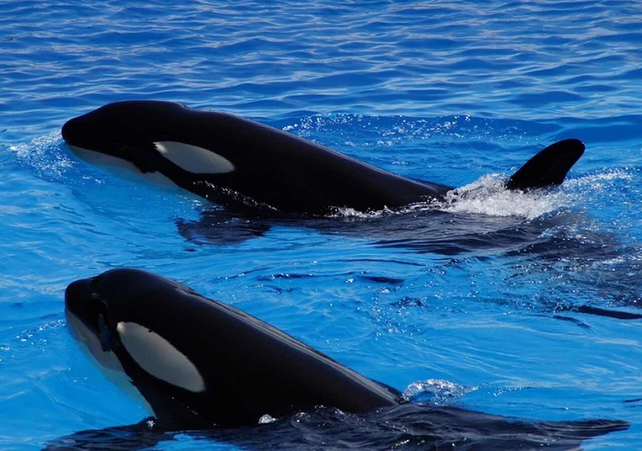 O Instituto da Conservação da Natureza e das Florestas de Portugal anunciou que medida se deve a sucessivos ataques de orcas, em bando, contra embarcações. As investidas se intensificaram, causando pânico nos tripulantes e passageiros.   Reprodução: Flipar