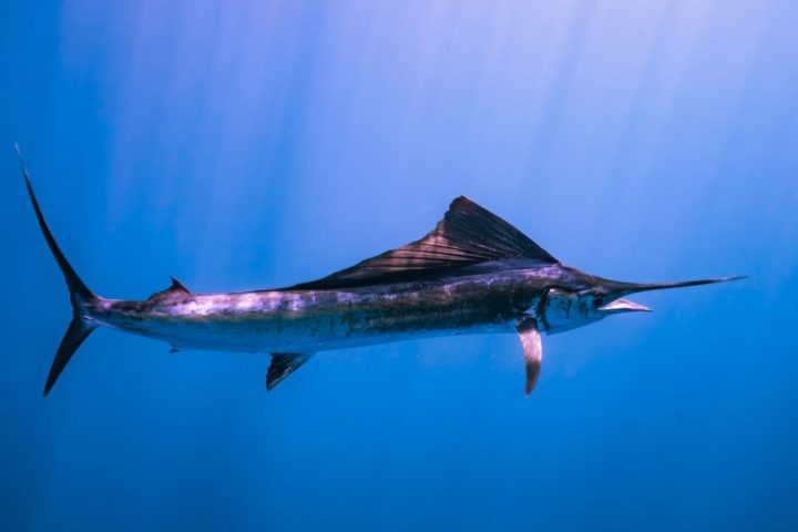 O peixe-espada é um predador voraz, alimentando-se principalmente de peixes menores, cefalópodes como lulas e crustáceos. Reprodução: Flipar