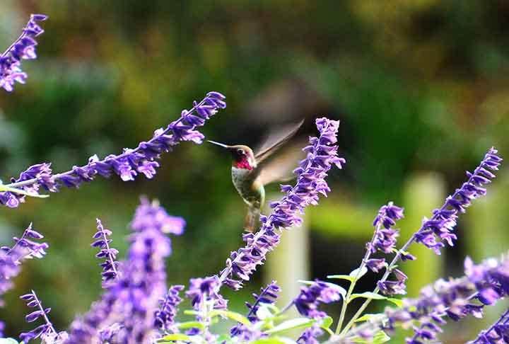 Alfazema (Lavanda) – Possui propriedades relaxantes e antissépticas. Presente em águas perfumadas, sabonetes terapêuticos e hidratantes corporais.
 Reprodução: Flipar