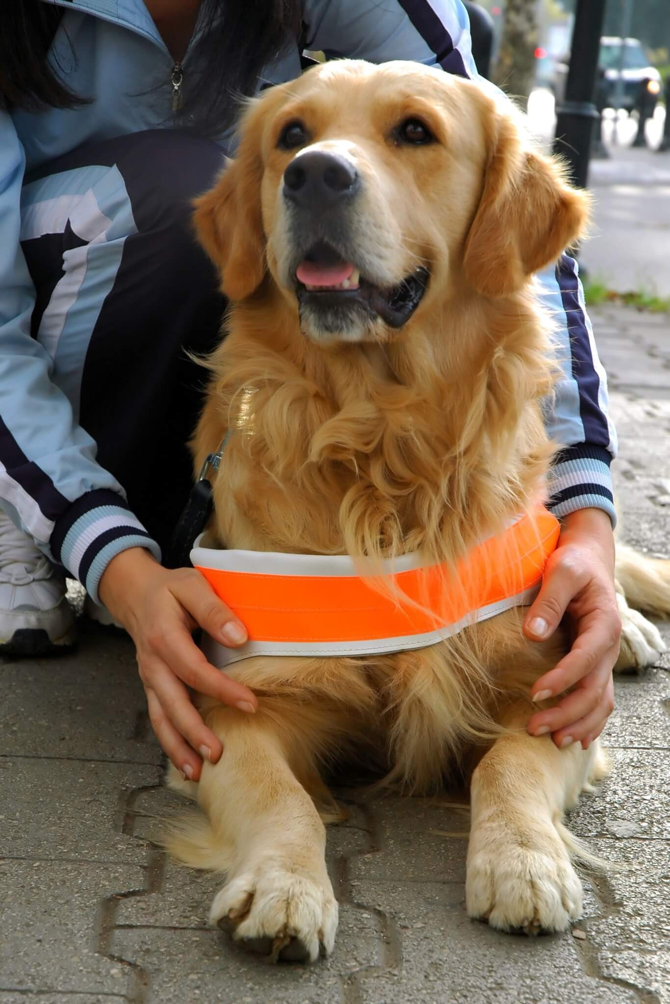 6. Invista em coleiras especiais  Segundo Ana Lúcia Meira, existem técnicas e até mesmo coleiras especiais para controlar o animal na hora do passeio. “Coleiras peitorais estimulam o cão a puxar. A coleira de pescoço com a guia ajuda a ter mais controle sobre o animal”, esclarece. Reprodução: EdiCase