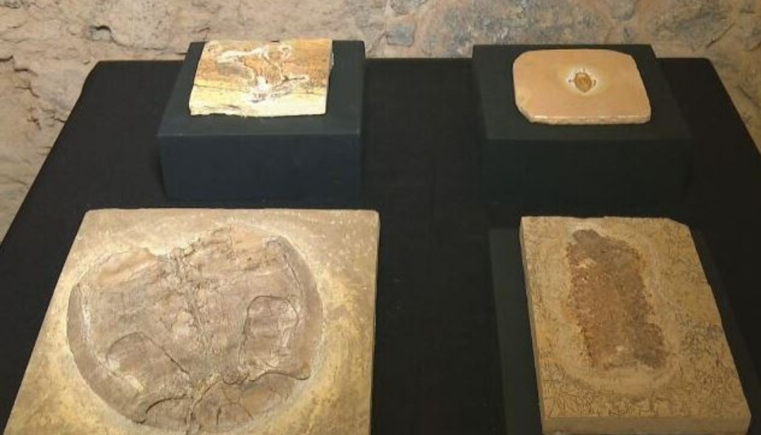 O Museu Nacional, no Rio de Janeiro, apresentou uma nova coleção de fósseis, reunindo 1.104 peças que foram doadas por uma família alemã de colecionadores. O material havia sido comprado em feiras e leilões. E agora passa a fazer parte do acervo permanente da instituição.  Reprodução: Flipar