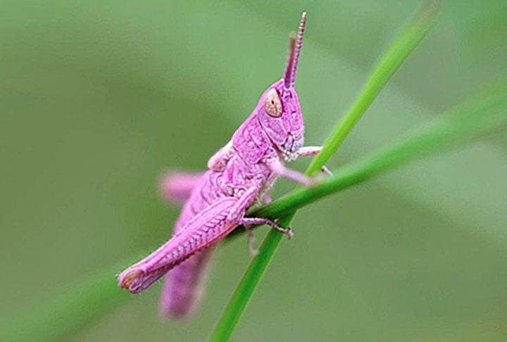 Segundo o site ‘Green Me’,  especializado em meio ambiente e saúde, a proporção é de um gafanhoto rosa para cada 500 verdes dessa espécie, que integra a família Tettigoniidae. Reprodução: Flipar