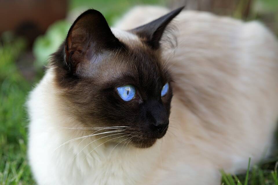Os olhos azuis dos Siameses chamam bastante atenção. Foto: Andreas Lischka/Pixabay