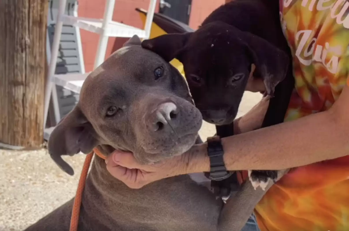 Mãe e filhotes foram adotados e estão vivendo em lares amorosos. Foto: Stray Rescue of St. Louis