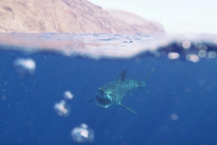 Certa vez, Daniel viveu um momento tenso na Ilha de Guadalupe, no Caribe. Durante uma expedição com turistas, uma mulher se aproximou da isca e acabou atraindo a atenção de uma fêmea de tubarão-branco, o que obrigou o fotógrafo a intervir rapidamente. Reprodução: Flipar