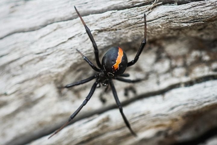 Embora rara, a picada pode causar sintomas graves como dor muscular intensa, câimbras, sudorese, hipertensão e, em alguns, até a morte. Reprodução: Flipar