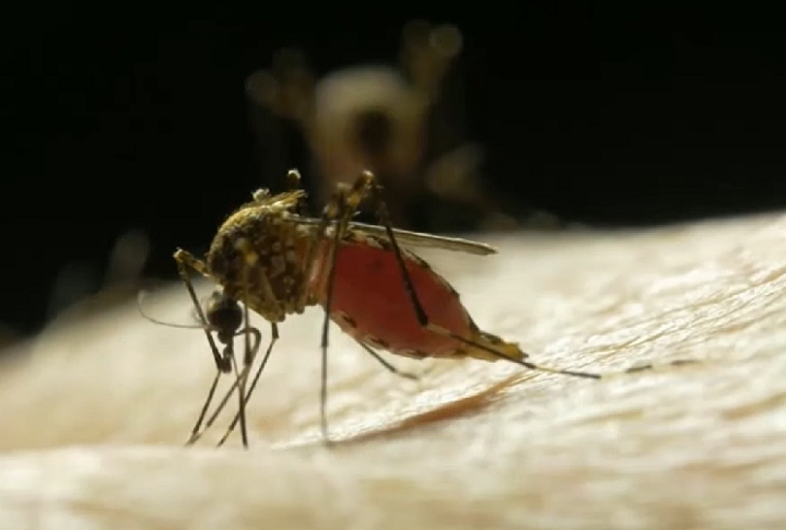 De acordo com a Fiocruz, não houve mudança genética nem no mosquito nem na bactéria. O que ocorre é que a bactéria bloqueia a multiplicação do vírus causador da dengue na célula. Reprodução: Flipar