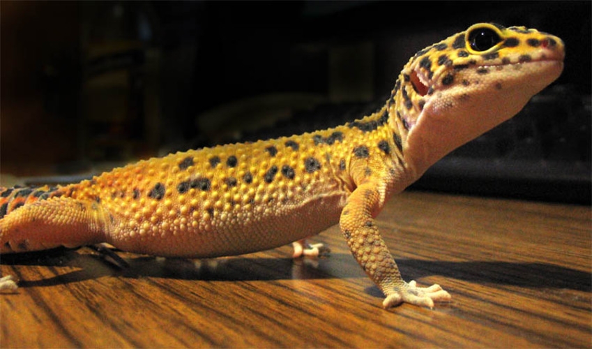 GECKO-LEOPARDO (Eublepharis macularius) - Origem: Sul da Ásia, especialmente no Paquistão, Índia e Afeganistão. Vive em desertos e áreas rochosas secas. Reprodução: Flipar