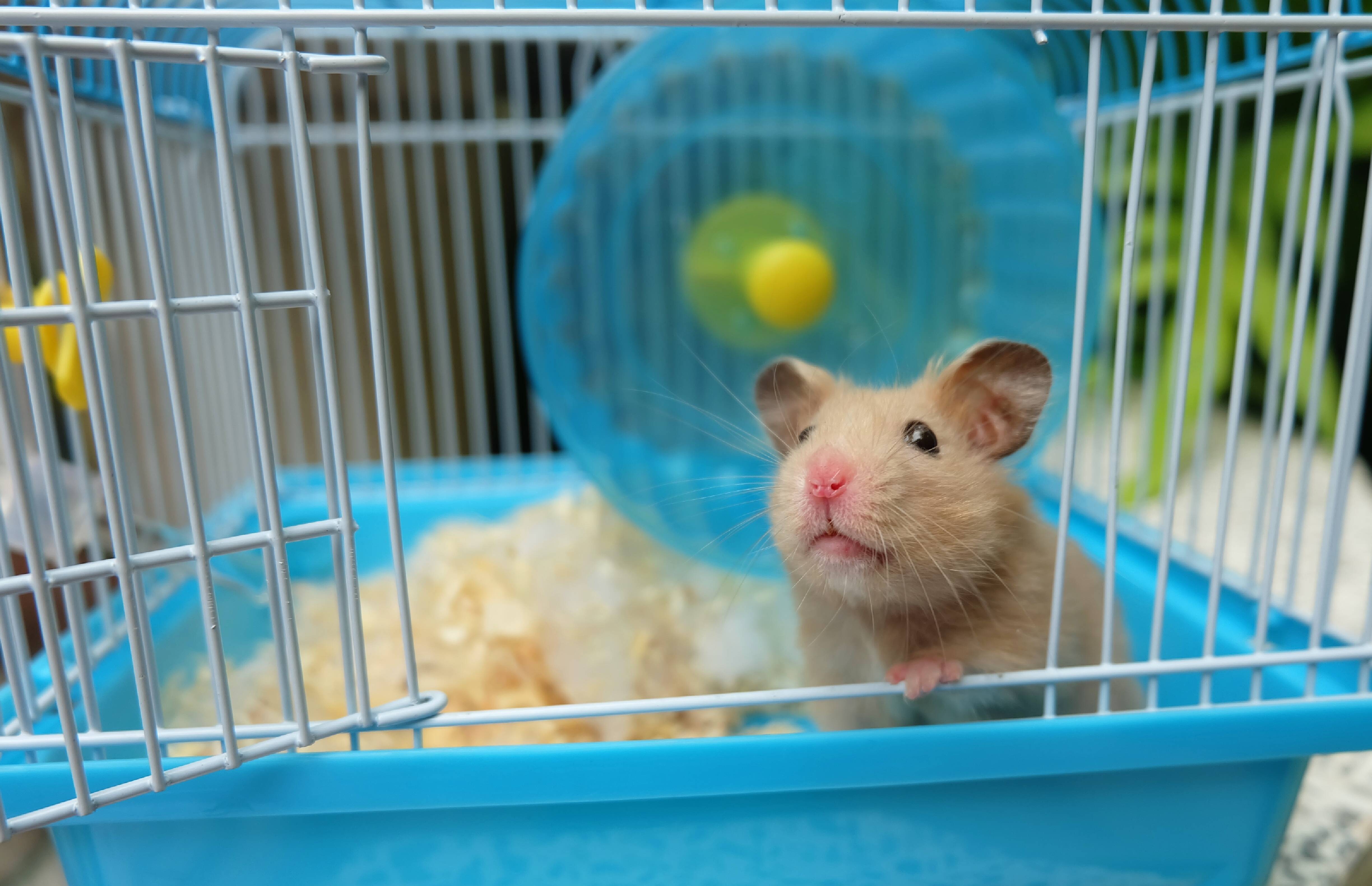 A gaiola do hamster deve ser limpa por completo a cada cinco dias. Foto: Shuttersock