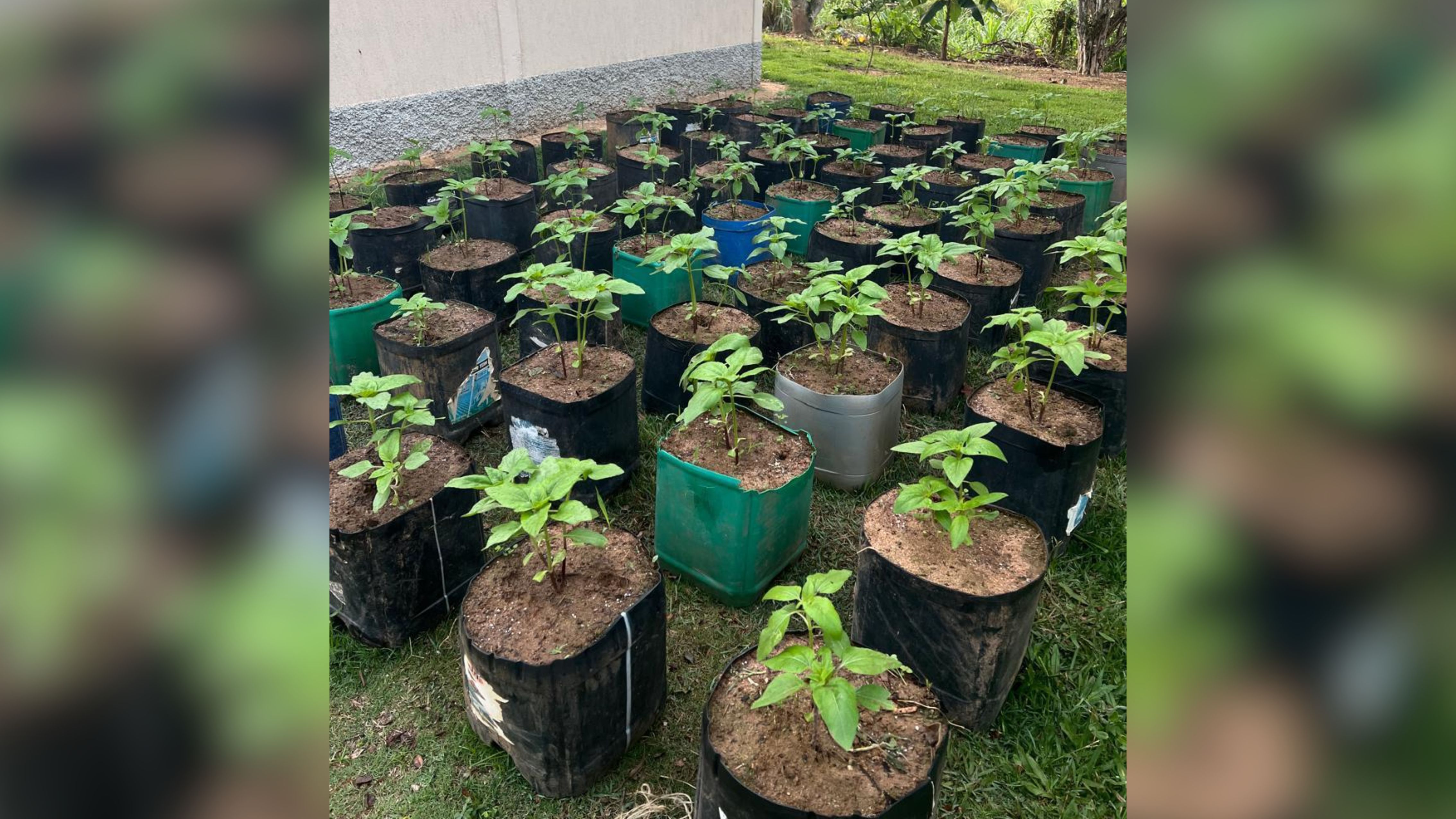 Plantação de girassóis. Foto: Arquivo pessoal