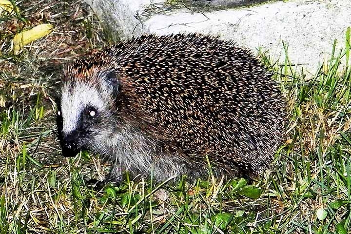 Porco-espinho - Habita diversas regiões, incluindo florestas e áreas de vegetação densa na América do Norte, América Central e partes da Ásia.  Reprodução: Flipar