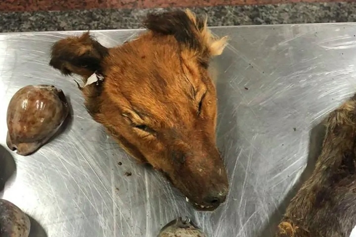 Cabeça de raposa: Achou que ficaria menos esquisito? Ninguém sabe de fato qual seria o uso da parte do animal. Reprodução: Flipar