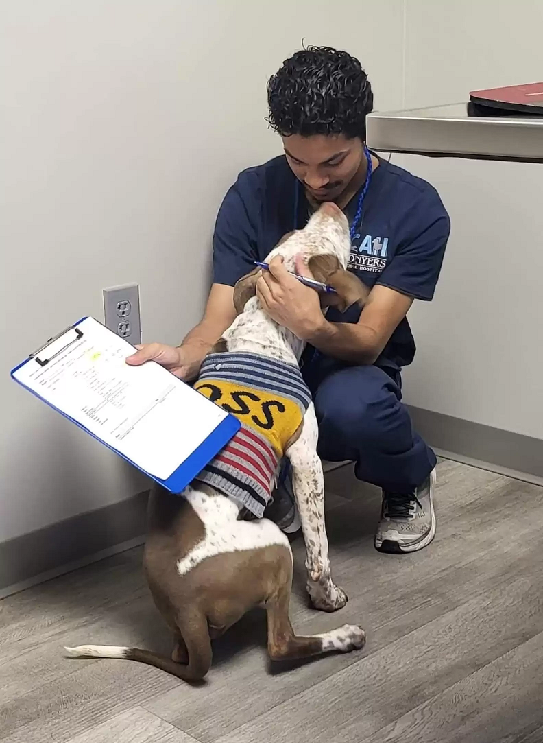 Hank recebe o amor da equipe veterinária . Foto: Rosa Fond/Humans and Animals United