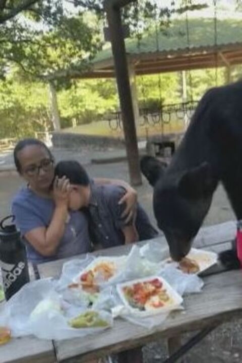 Uma mulher com o filho ficou quieta sem esboçar qualquer reação e cobriu o rosto da criança, enquanto o urso comia o lanche. Reprodução: Flipar