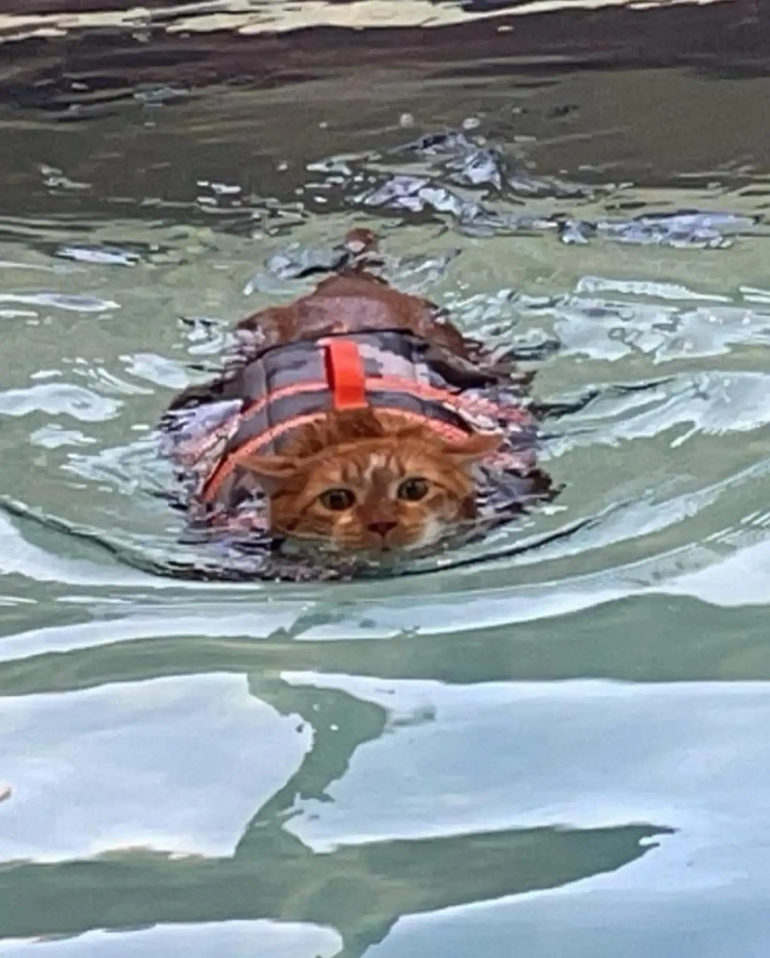 Ty não aprovou a ideia no início, mas já se tornou um nadador experiente Reprodução/Vanderburgh Humane Society e Canine Aquatic Center