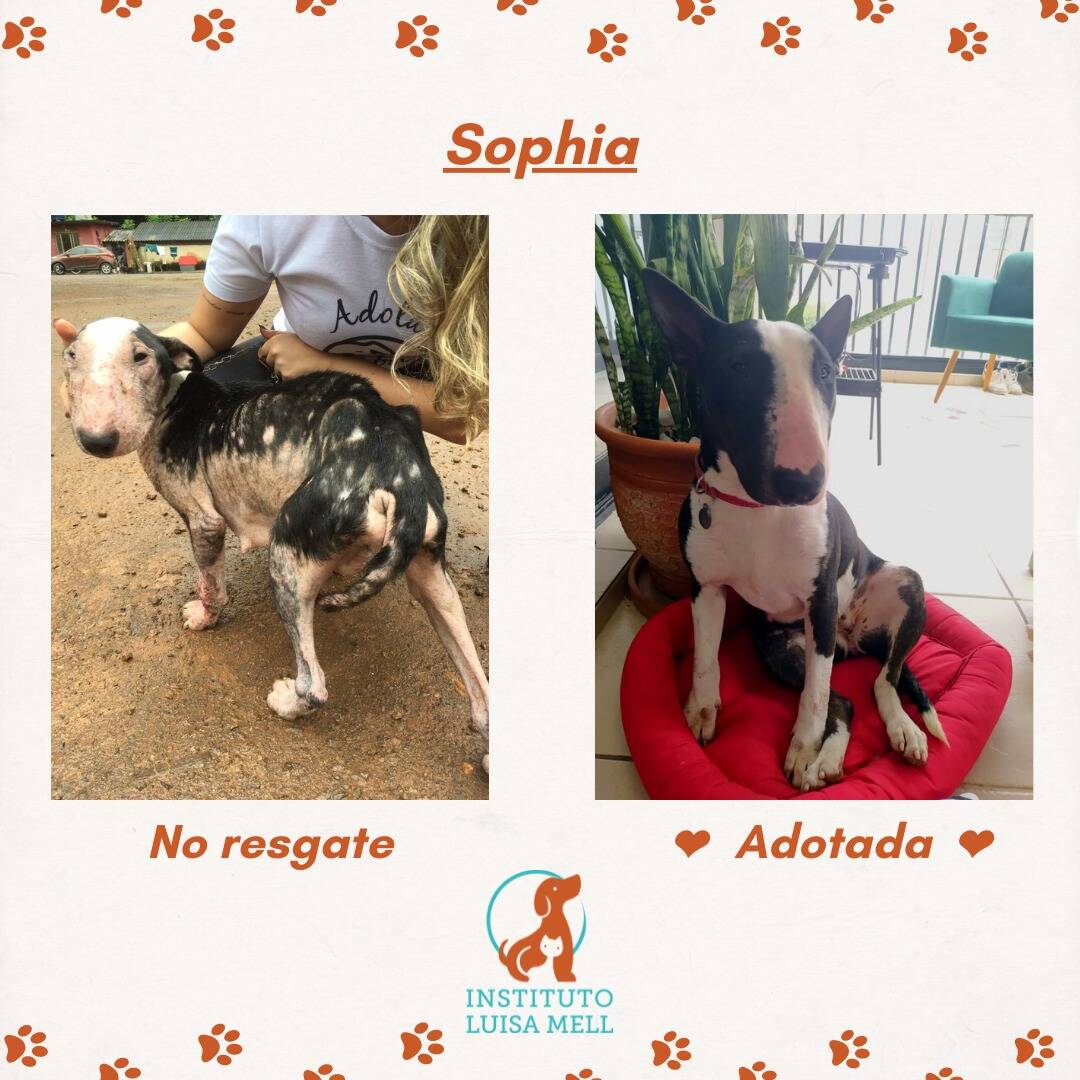 Cachorros adotados, no momento do resgate e após a adoção. Foto: Divulgação/Instituto Luisa Mell