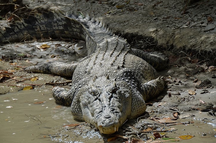 Sua dieta é carnívora, composta por peixes, aves, mamíferos e outros animais que se aproximam da água, utilizando sua força e dentes afiados para capturar presas. Vive de 50 a 70 anos. Reprodução: Flipar