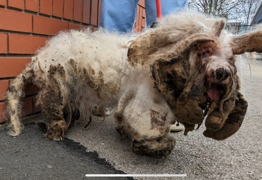 Foram raspados cerca de 2 kg de pelo podre. Foto: Reprodução/RSPCA