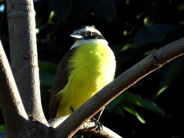O bem-te-vi (Pitangus sulphuratus) é uma ave passeriforme da família dos tiranídeos de nome científico. Assim, a espécie é conhecida pelos índios como pituã, pitaguá ou puintaguá.  Reprodução: Flipar