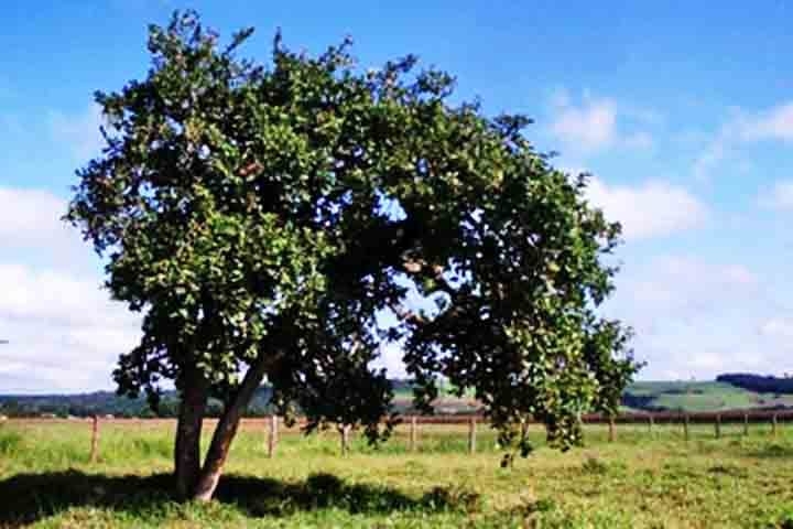Outro ponto importante no desenvolvimento desta árvore (maroleiro), é que a planta se desenvolve bem em regiões de clima tropical, com solo profundo e bem drenado. Reprodução: Flipar