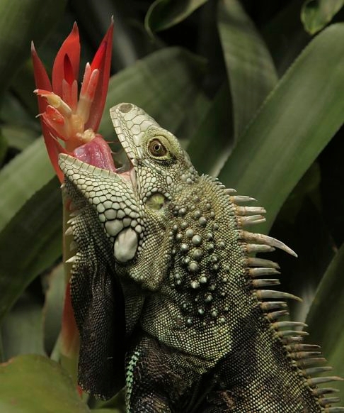 O abate é recomendado com o uso de lanças de pesca. Embora não sejam agressivas aos humanos, as iguanas-verdes destroem florestas e plantações ao se alimentarem de frutas, folhas e plantas. Reprodução: Flipar
