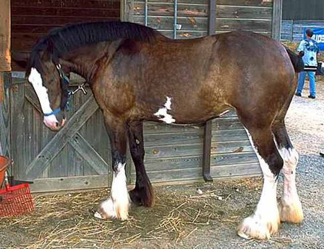 Muito usado como cavalo de tração, também é indicado para equitação terapêutica. Mede, em média, 1.60m de altura. Sua pelagem varia de cor, mas geralmente em tons escuros. Tem temperamento equilibrado. Popular na Austrália, Nova Zelândia, EUA e Canadá.  Reprodução: Flipar