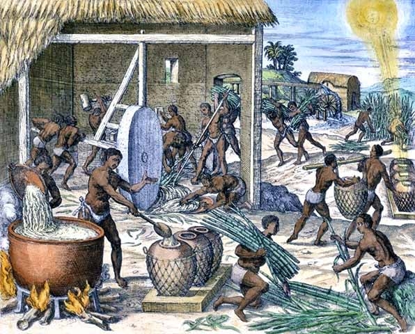 Na época, os portugueses se aproveitaram das condições favoráveis do nosso país (clima tropical) para seu plantio. Assim, o solo (principalmente do litoral) e o clima do Brasil possibilitavam o cultivo em larga escala. Reprodução: Flipar