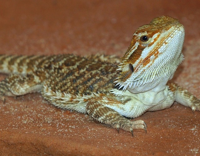 DRAGÃO-BARBUDO (Pogona vitticeps) - Origem: Austrália, especialmente nas regiões desérticas e semiáridas. Habita áreas secas, savanas, desertos e florestas da Austrália central. Reprodução: Flipar