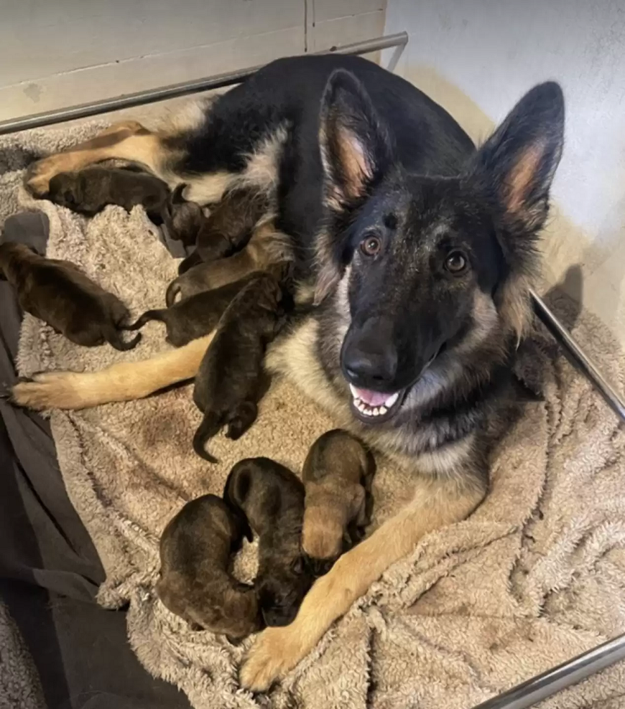 Luna deu à luz a 10 filhotes. Foto: Lucie Holmes
