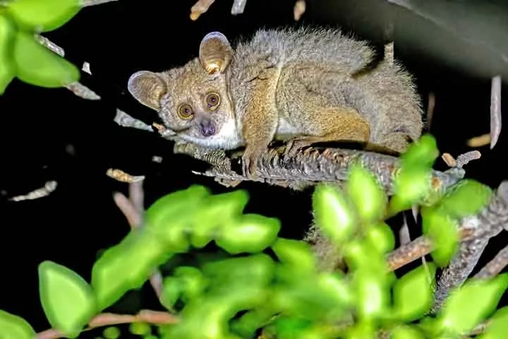 Eles são onívoros, o que significa que se alimentam de uma dieta variada composta por frutas, insetos, goma e seiva de árvores. Em alguns casos, eles também podem caçar pequenos animais, como sapos e pássaros.  Reprodução: Flipar