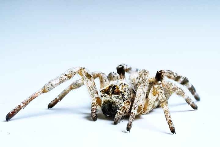O estudo, publicado na revista Animal Behaviour, acompanhou 28 colônias por quatro meses (cerca de um terço da vida das aranhas) e analisou três comportamentos: reação a ameaças, fuga e caça coletiva.  Reprodução: Flipar