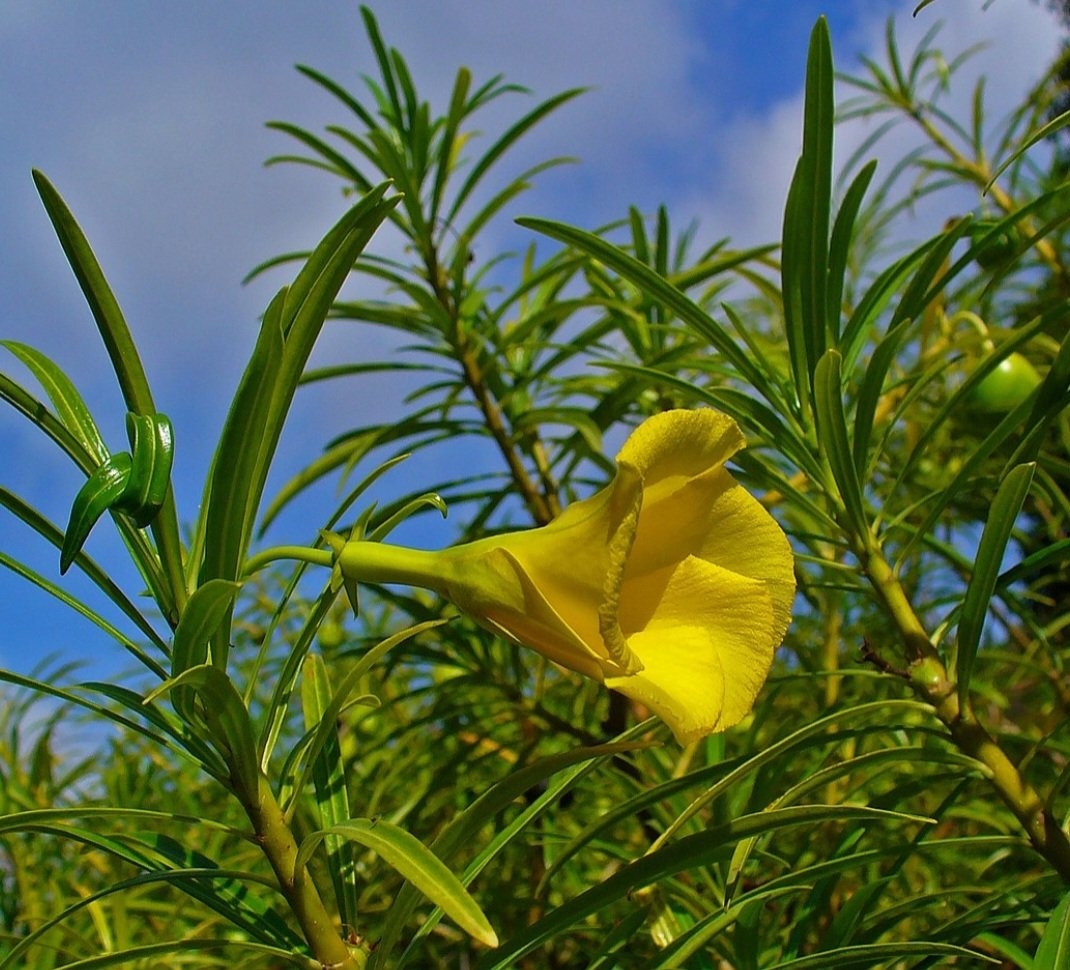 Oleandro-amarelo (Thevetia peruviana): Nativo da América Central e do Sul, é cultivado como ornamental. Suas sementes e látex são altamente tóxicos, podendo causar insuficiência cardíaca. Reprodução: Flipar