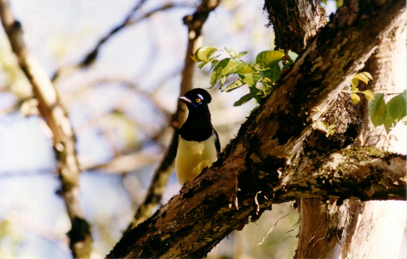 Ave do Parque Estadual do Turvo - Derrubadas (RS). Foto: Divulgação - SEMA - RS