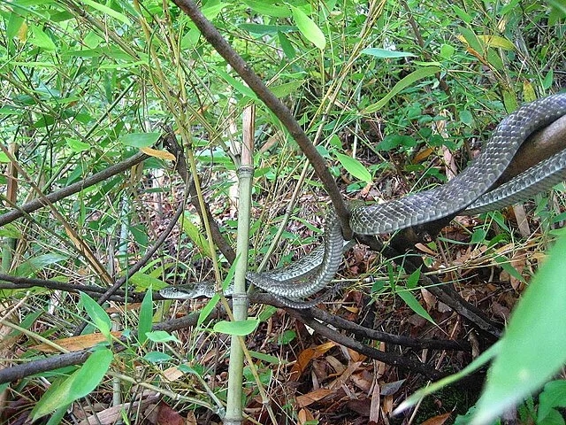 Serpente-rato Azul (Elaphe climacophora)
Uma cobra não venenosa encontrada no Japão. Apresenta uma coloração azul-esverdeada em algumas fases da vida. Reprodução: Flipar