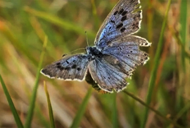 A Grande Borboleta Azul, que era considerada extinta desde 1870, reapareceu em agosto de 2022 na Inglaterra para alegria geral. Apontada com uma das mais belas do mundo, ela tem 5 cm de envergadura das asas, num delicado desenho.  Reprodução: Flipar