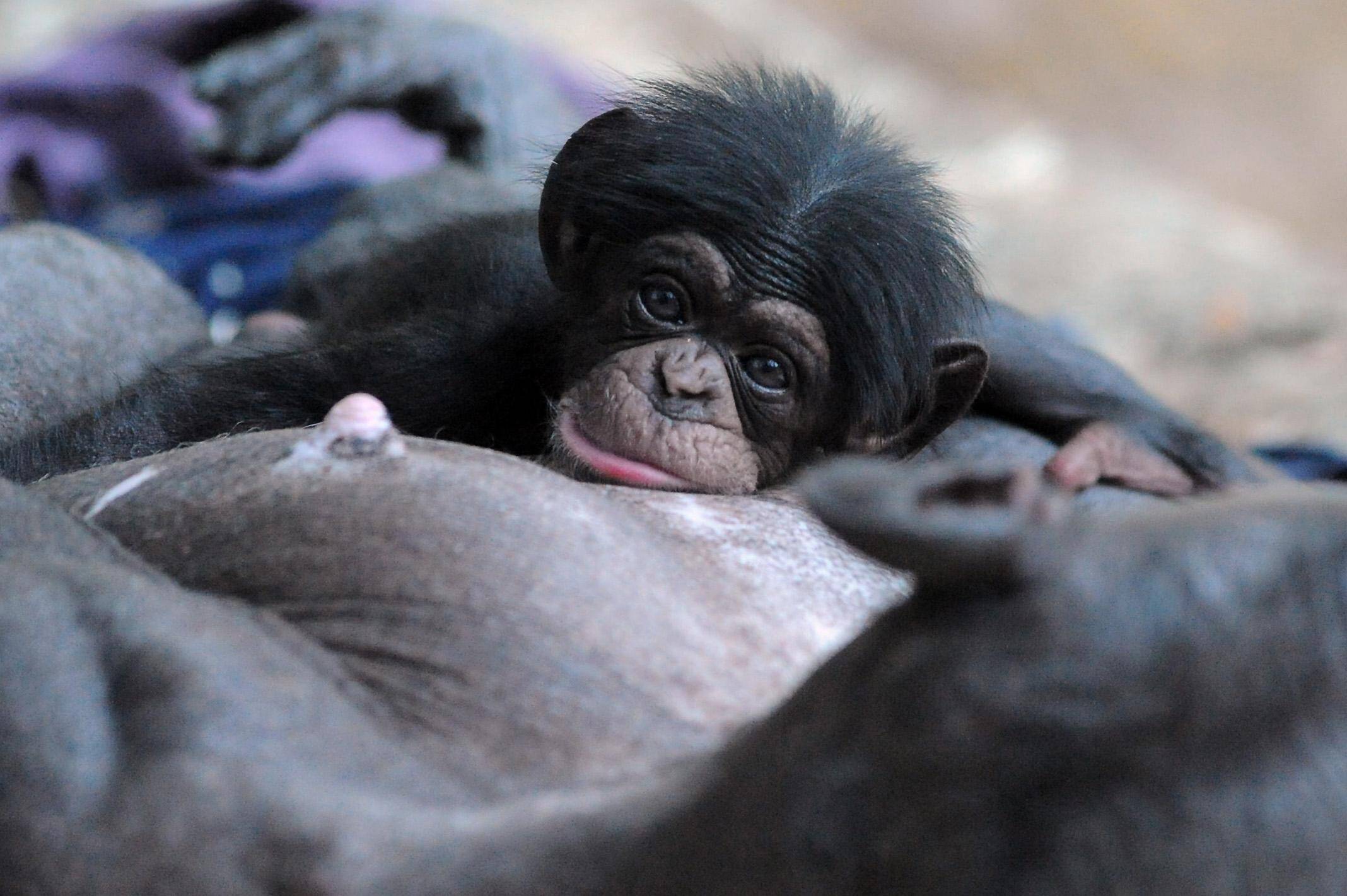 Filhote de chimpanzé nascido no dia 10 de março descansa com a mãe no zoológico de Bartislava AFP