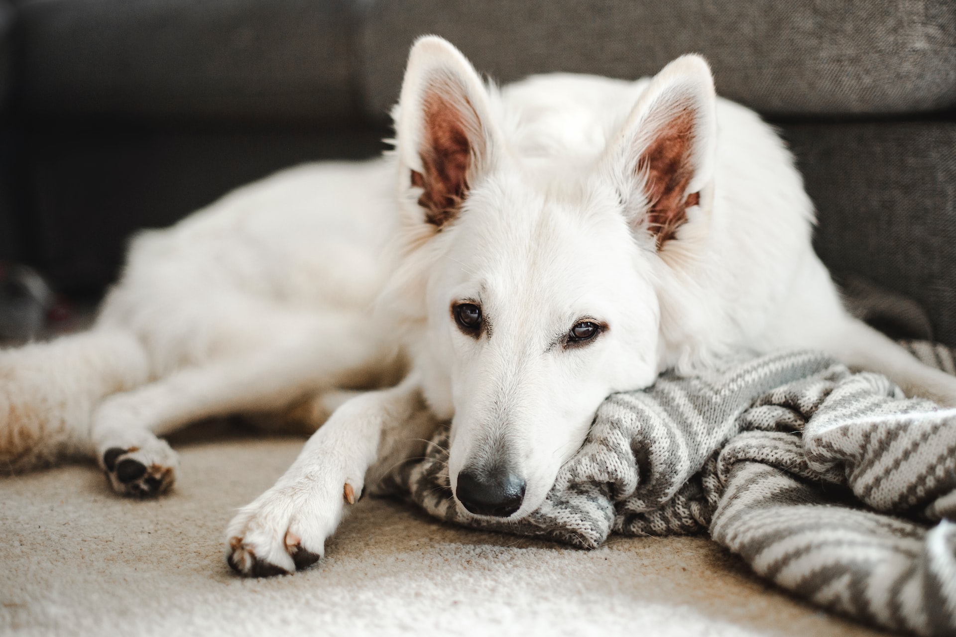 Características do Pastor Alemão - Esse cão é pra você? - Portal do Dog