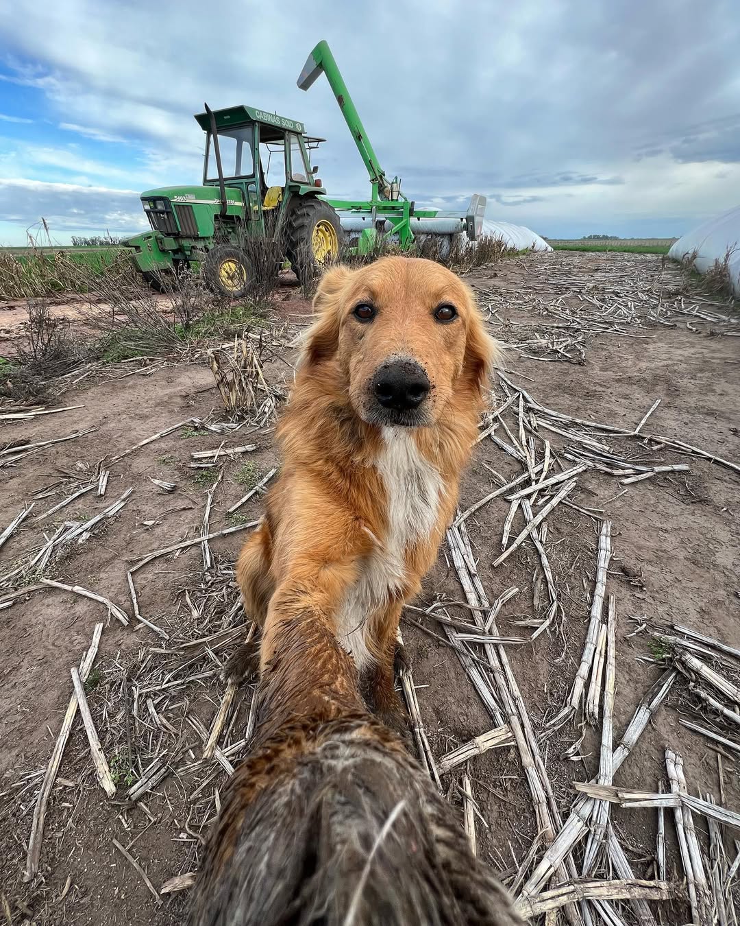 Fotos do golden retriever Preguntale no Instagram Instagram